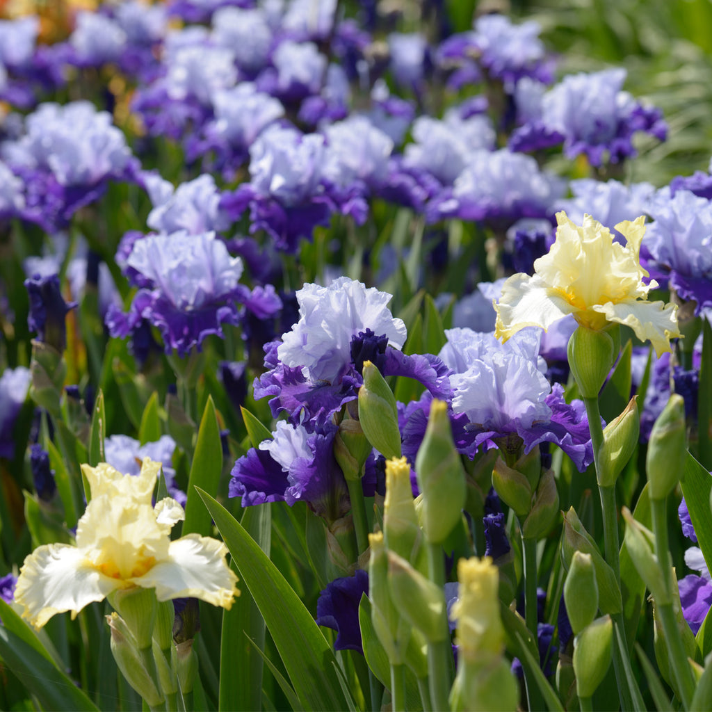 Best Bet Reblooming German Iris Plants